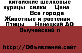 китайские шелковые курицы (силки) › Цена ­ 2 500 - Все города Животные и растения » Птицы   . Ненецкий АО,Выучейский п.